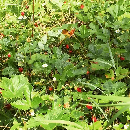 Pod Lesem Деревянный коттедж